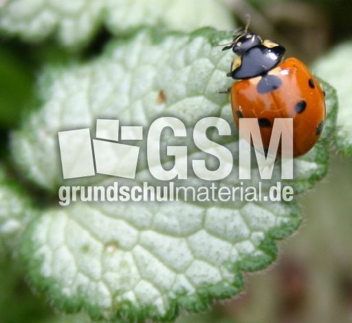 Marienkäfer-Valentin-21.jpg